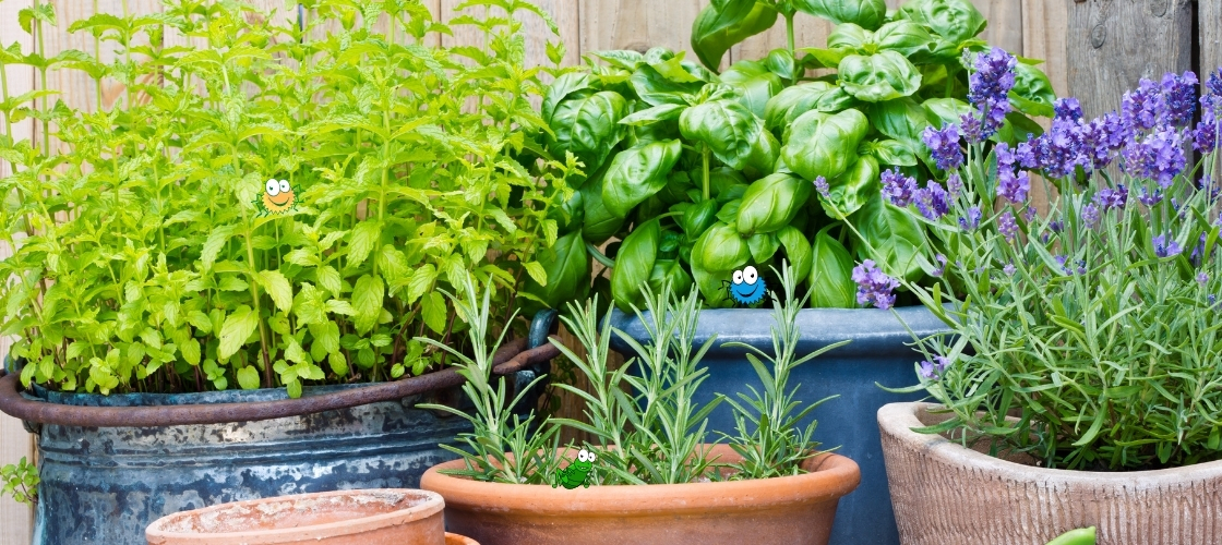 blogginlägg om ohyra på krukväxter i trädgård och hemmet